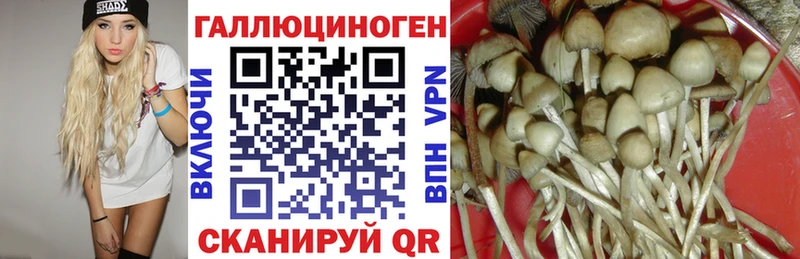 Псилоцибиновые грибы Cubensis  Купить  Геленджик 